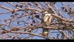 Hawks and Falcons of the Arizona Sonoran Desert