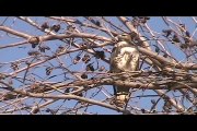 Hawks and Falcons of the Arizona Sonoran Desert