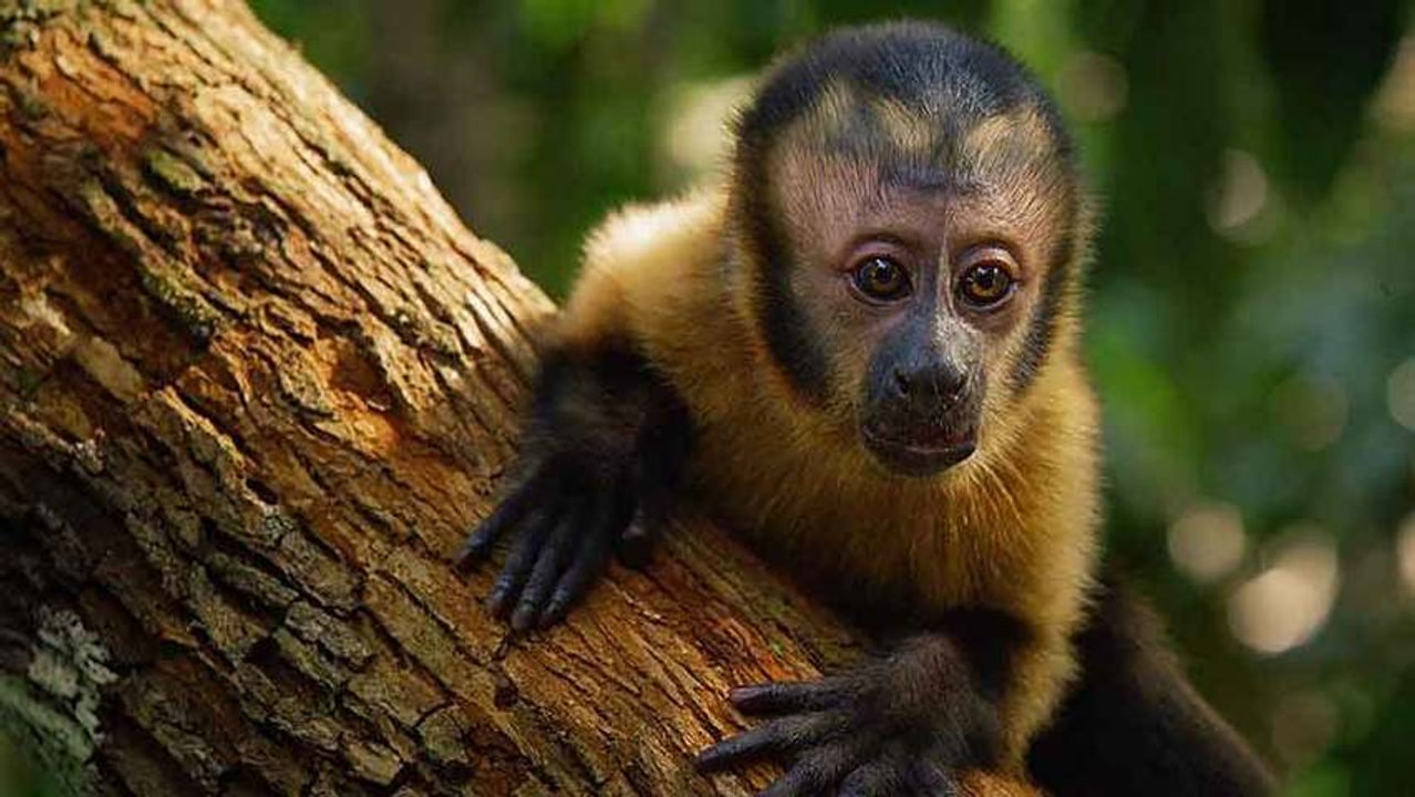 Amazonia - Bande annonce HD