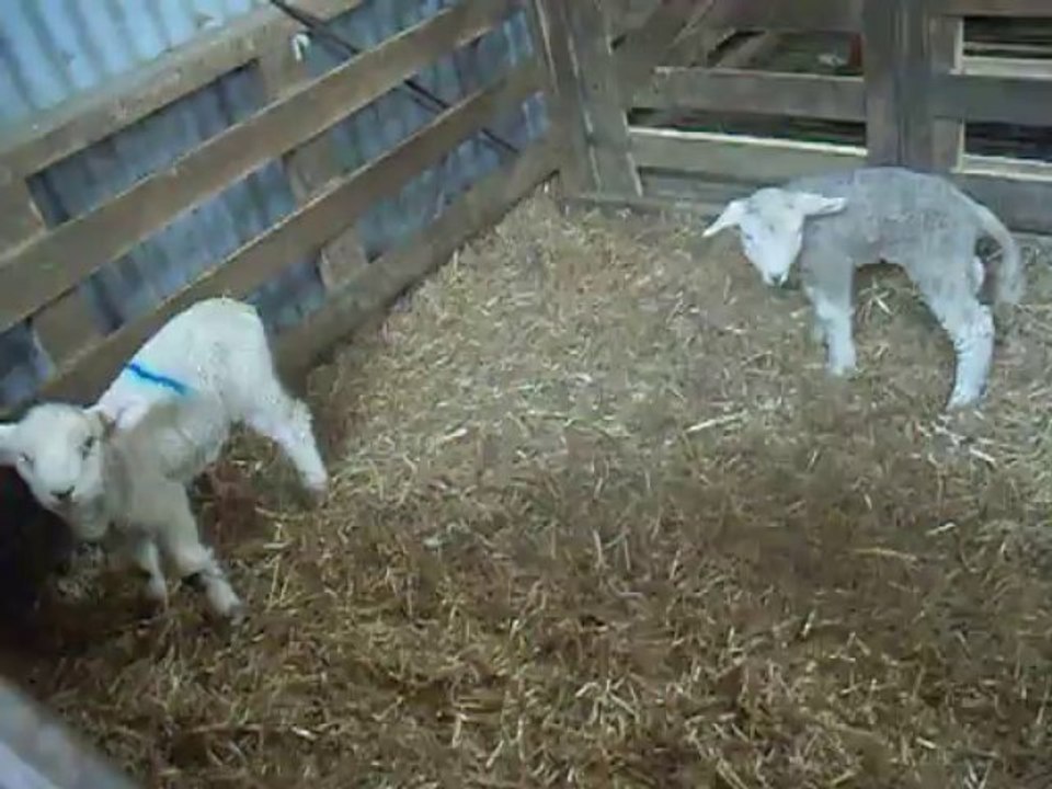 Greedy Big boy & Little boy