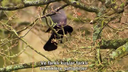 Kuşların Gizli Yaşamı: Tüylü Yuvalar | TrSub | 720p |