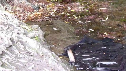 Trained Dog Challenges Wild Eels