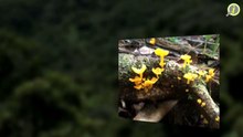 Montaña Explora | Ecoturismo Naguabo
