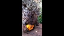 So cute Speaking Porcupine. He loves Pumpkins