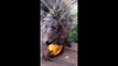 So cute Speaking Porcupine. He loves Pumpkins