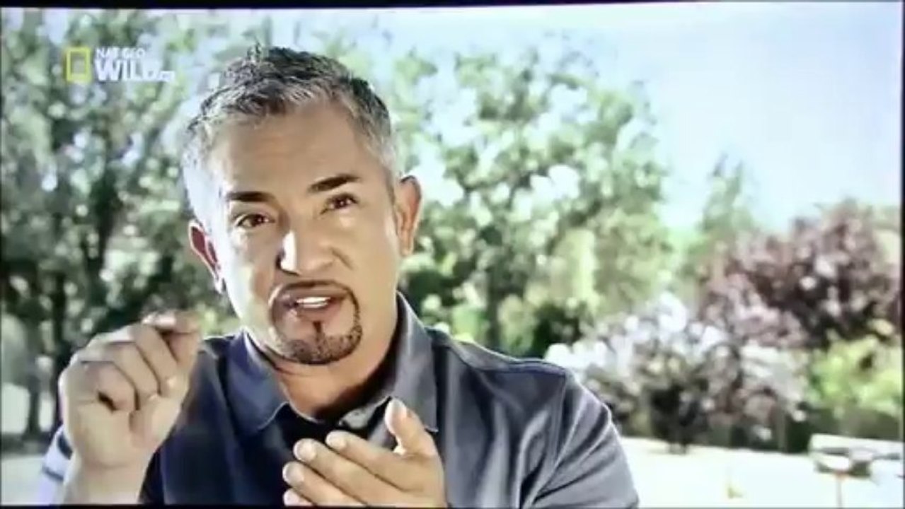 Cesar Millan en Espagne 4-10