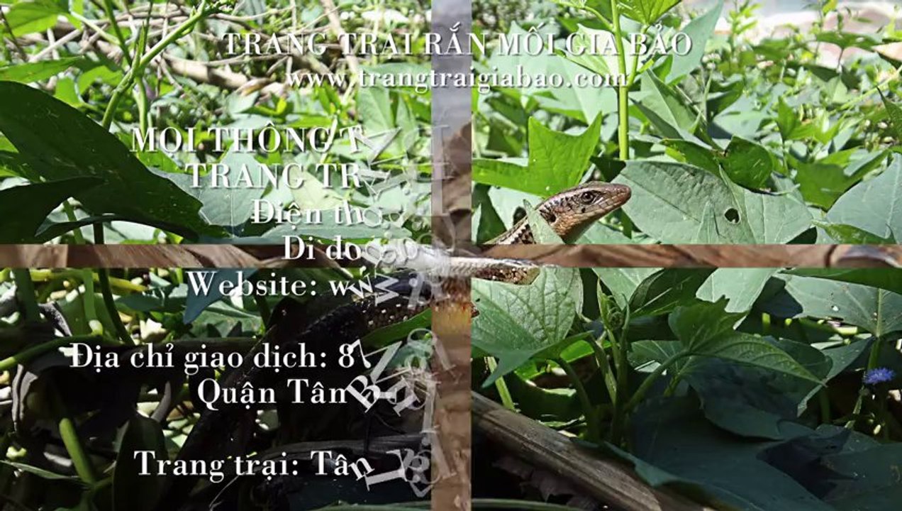 Kỹ thuật nuôi rắn mối sinh sản - Trang trại rắn mối Gia Bảo