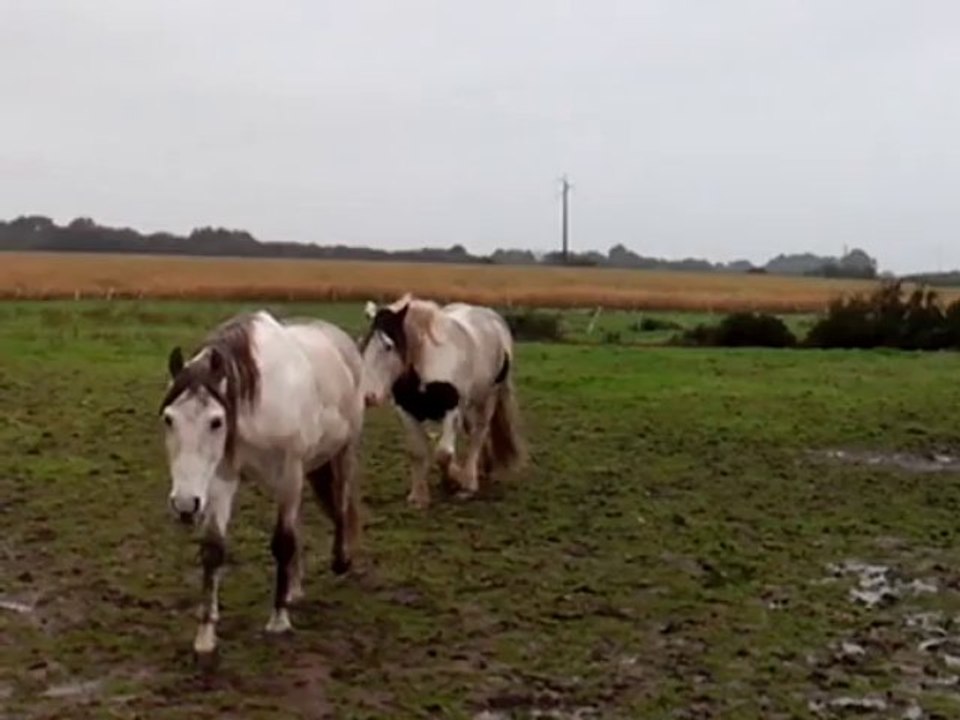 Mystic 1/11 matin bis