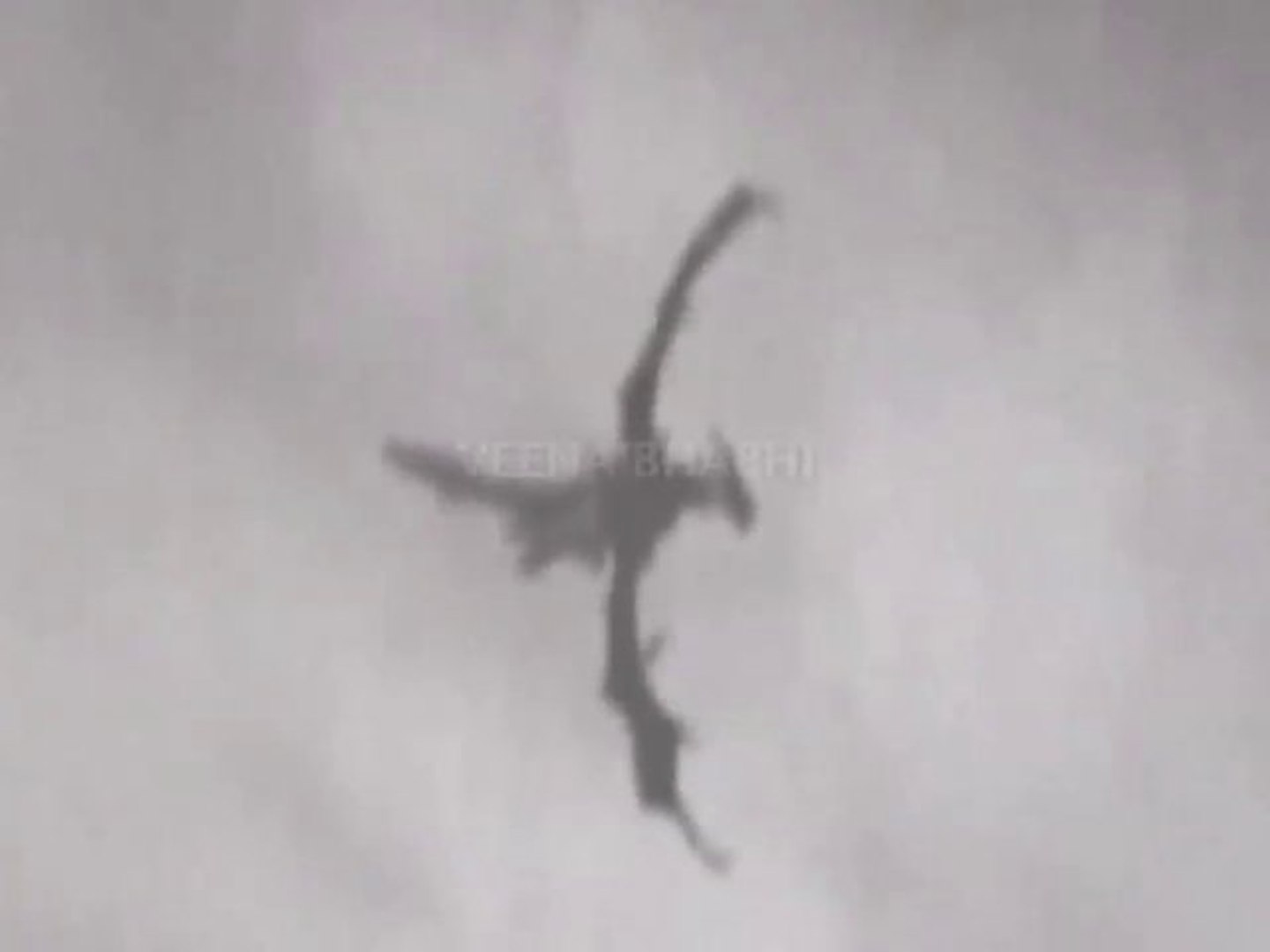 real dragon flying in the sky