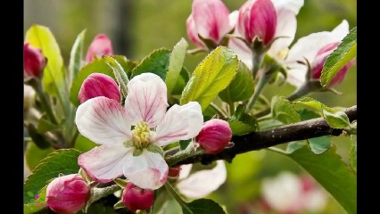 TAYLOR SWIFT Wonderstruck სუნამო სპრეი