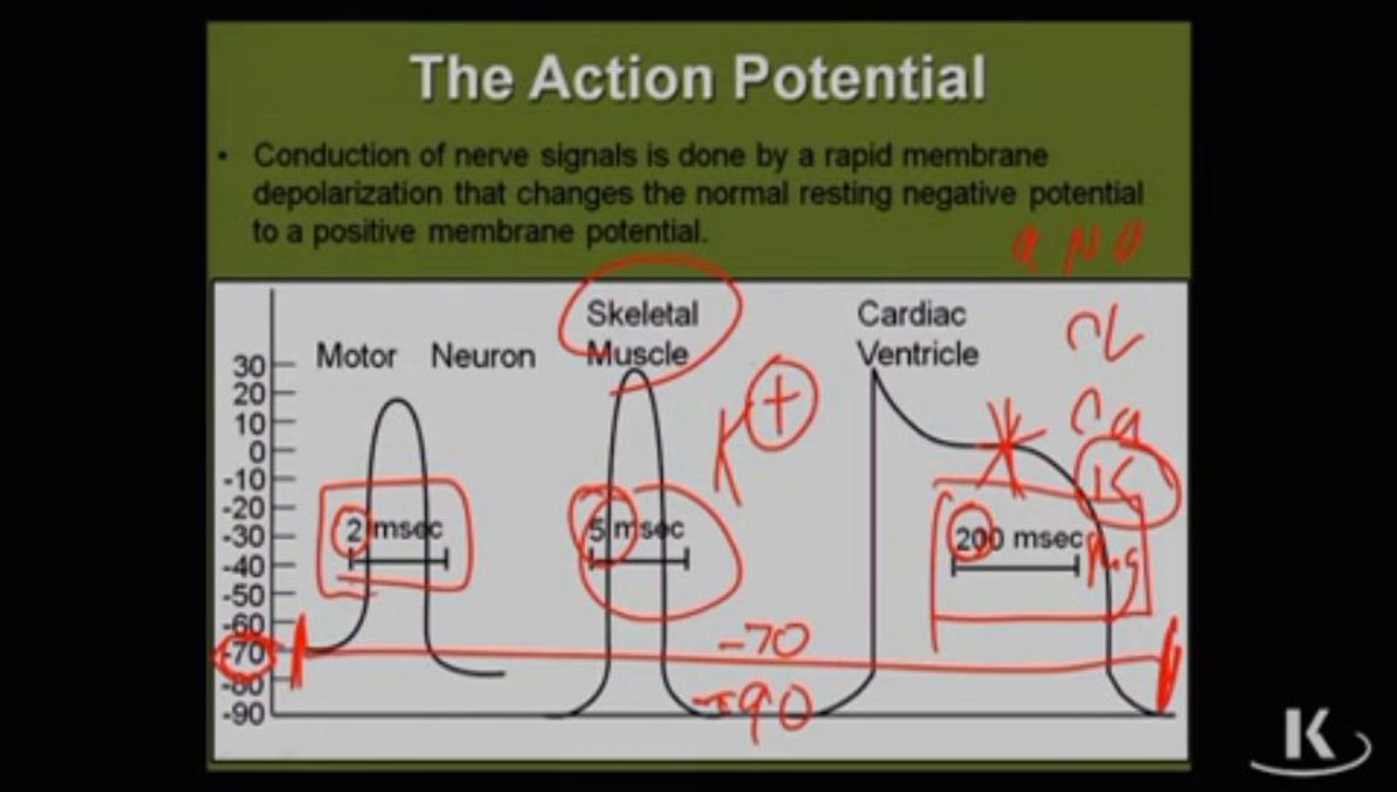 Physio_Fischer_Sec02_Ch02a_ActionPotential_xvid