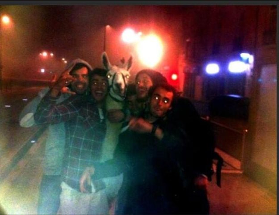 Serge, le lama du tramway bordelais, "une histoire qui aurait pu mal se terminer"