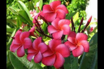 new asif bangla new song asif 2013 YouTube  monir++juli  0555848745.. 01745858423