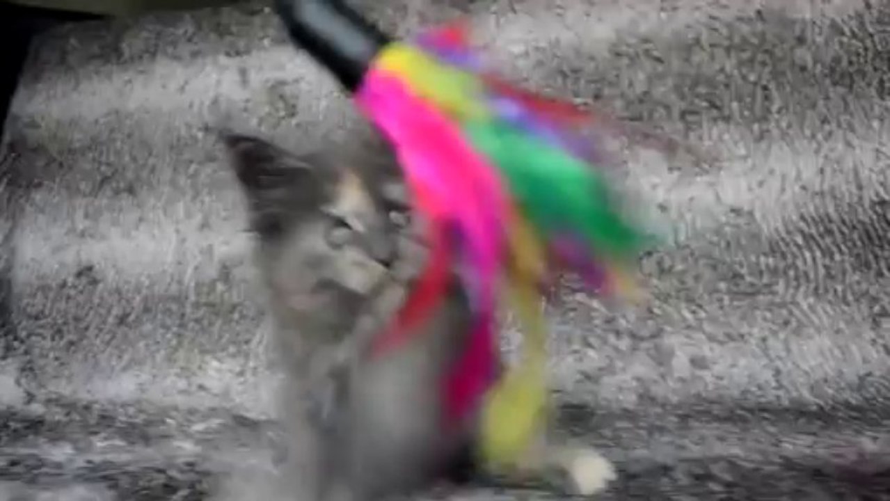 Idem du Doux Chant Félin