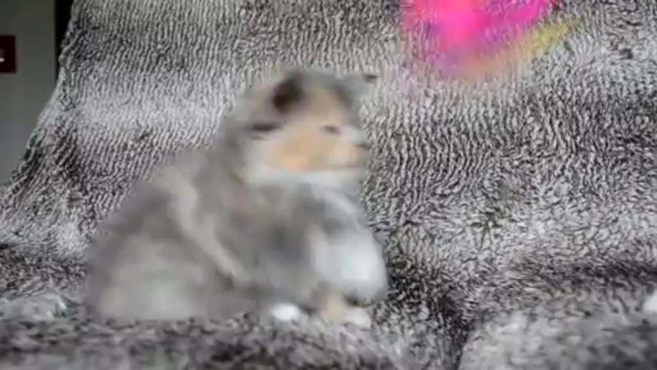 Iyou du Doux Chant Félin