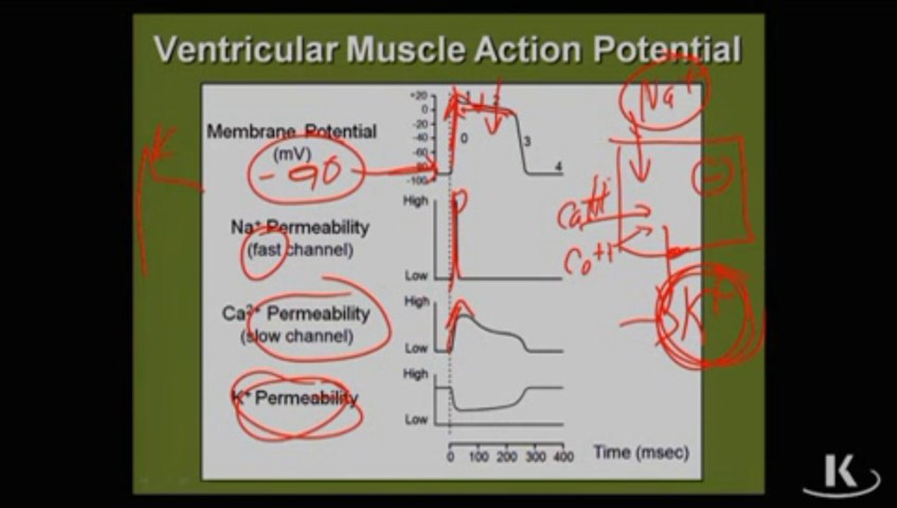 Physio_Fischer_Sec02_Ch03c_ActionPotentVentricularFiber_xvid