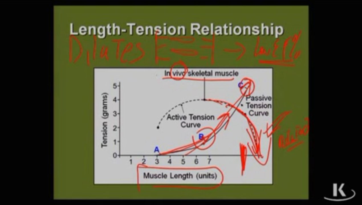 Physio_Fischer_Sec03_Ch02c_RelationVelocityandLoad_xvid