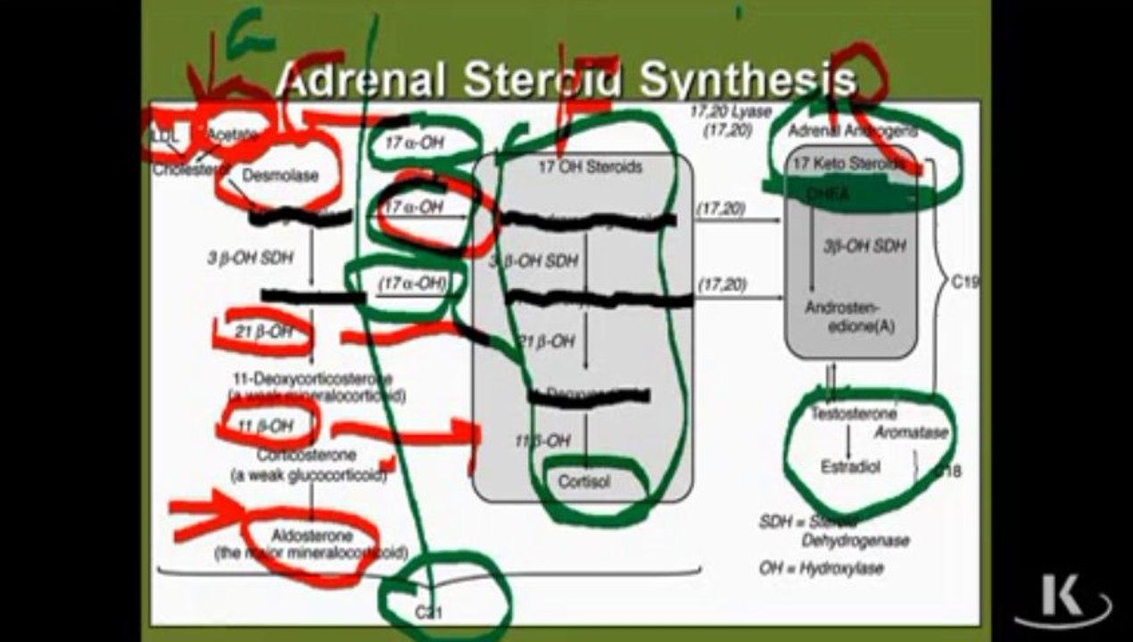 Physio_Fischer_Sec10_Ch04b_SteroidHormone_xvid