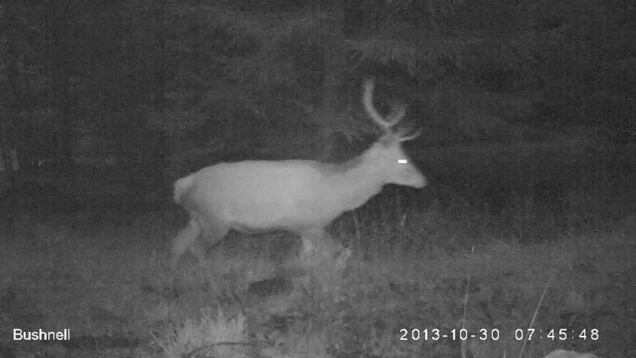 Cerf
