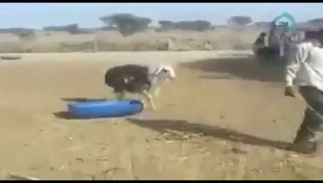 Videos de Risa: Cabra loca se venga de su dueño por intentar golpearla con una rama (tepillao.com)