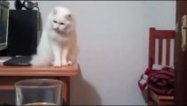 Videos de Risa: Gato que te tira al suelo todo lo que le pongas al lado (tepillao.com)