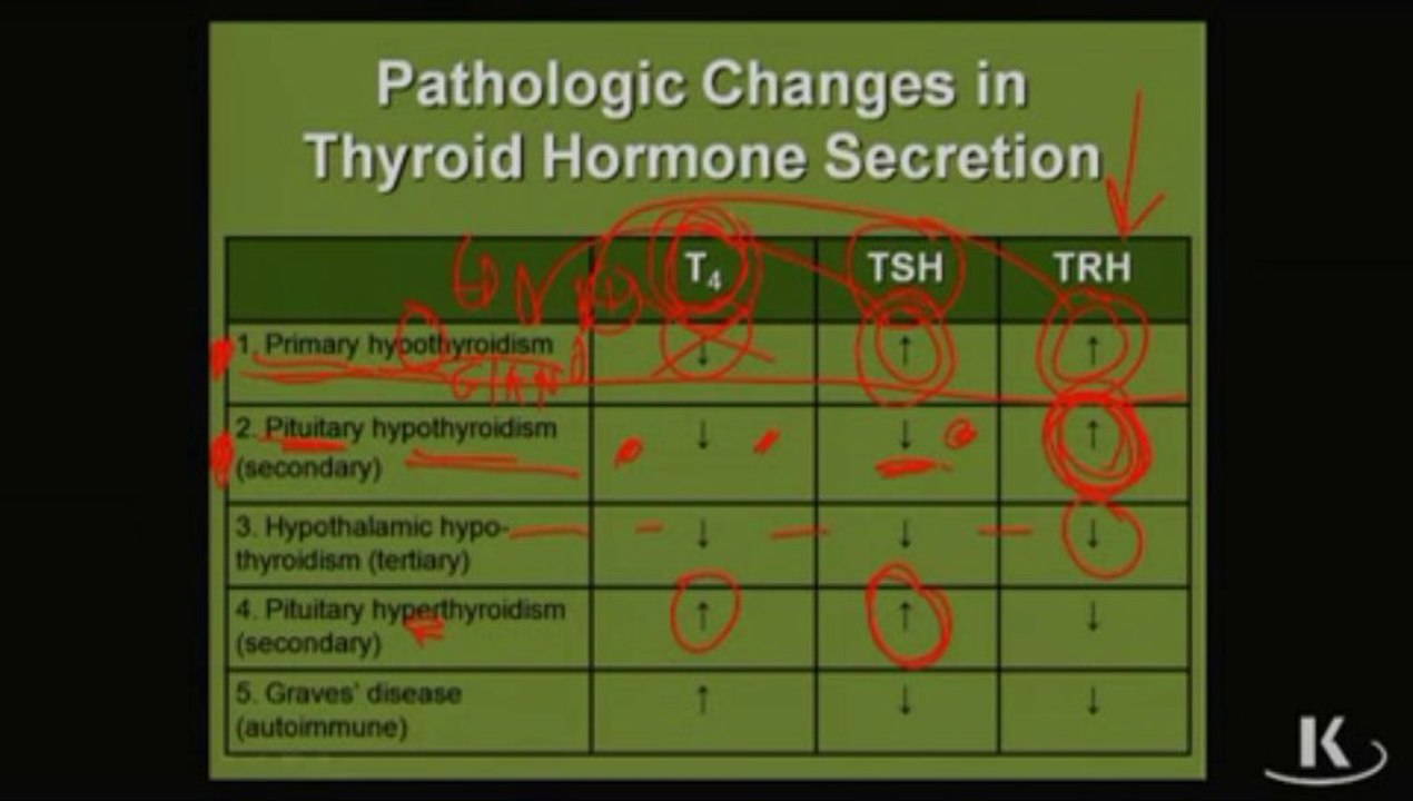 Physio_Fischer_Sec10_Ch08h_PathChangesThyHorm_xvid
