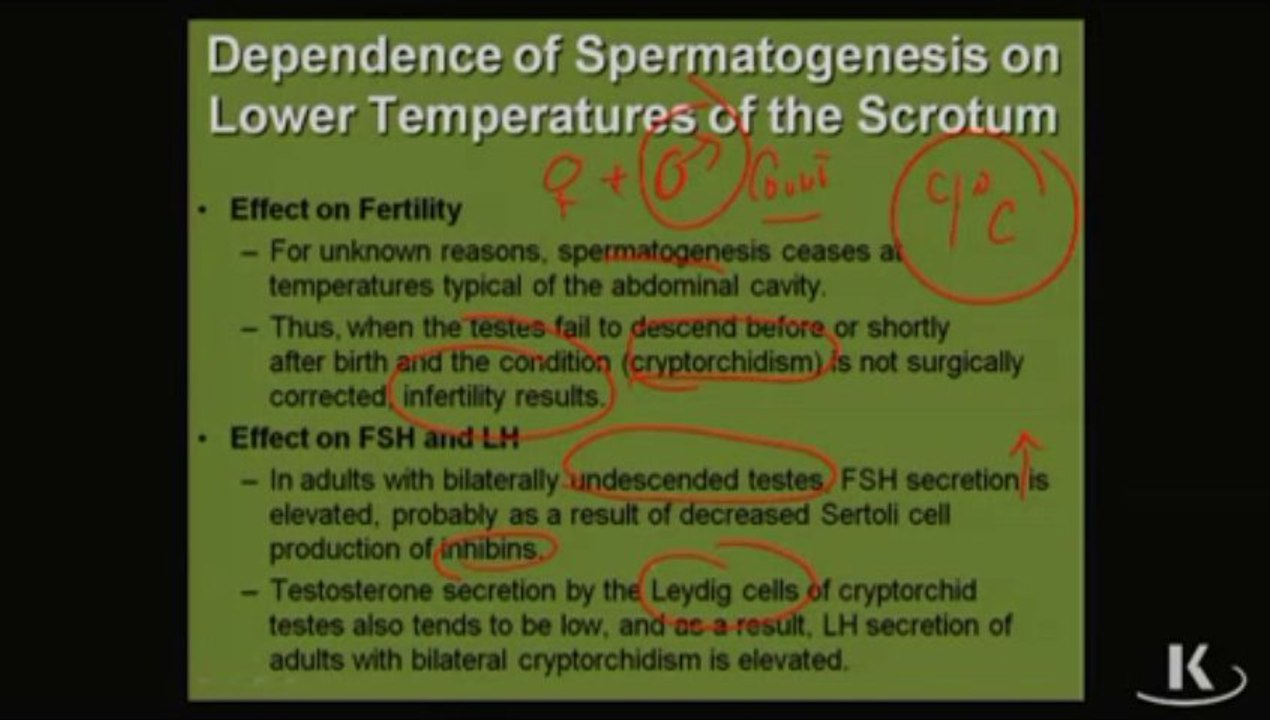 Physio_Fischer_Sec10_Ch10c_DependSpermatogenesis_xvid