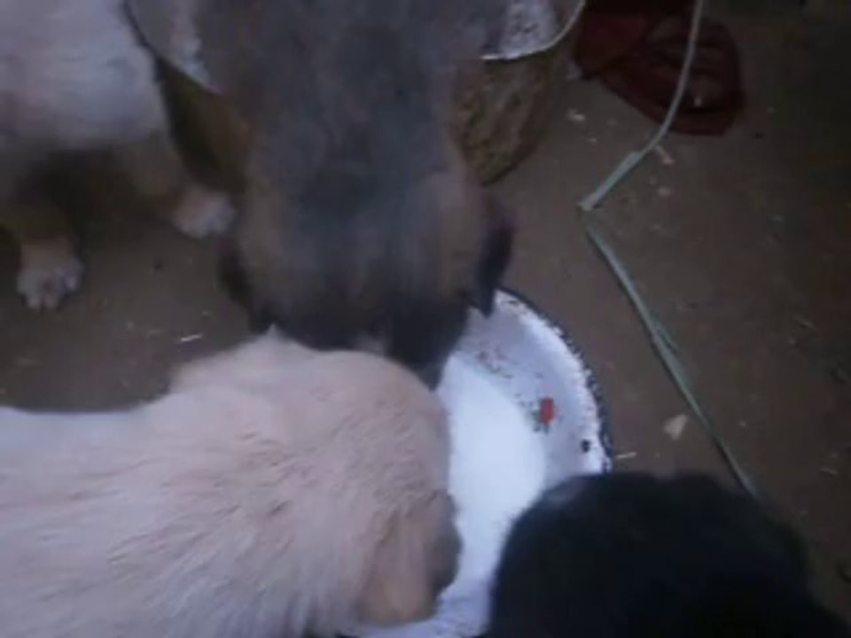 toutous 1