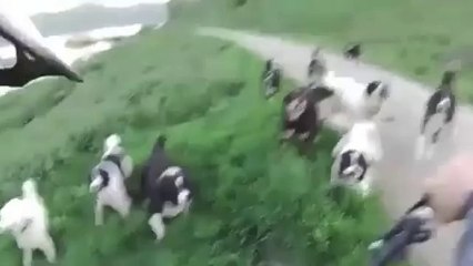 Köpekler Tarafından Yolu Kesilen Bisikletçinin Dramı