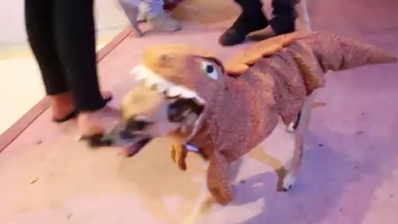 Pet's Halloween on Lincoln Road, Miami Beach