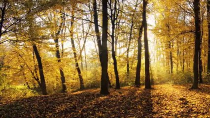 Nostalgia comes on the Wings of the Autumn