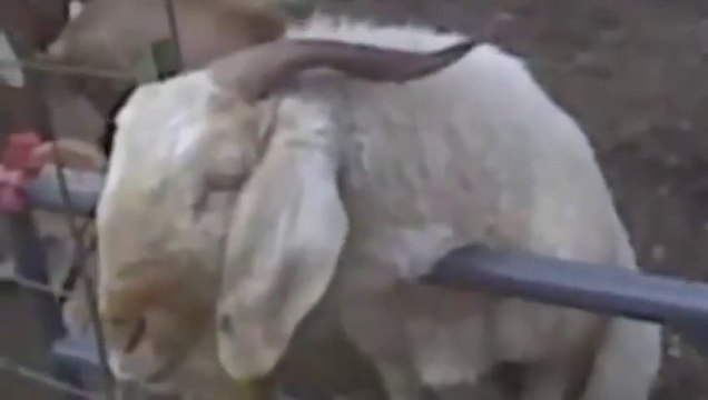 Des chèvres qui parlent... Grosse compilation bien drôle!
