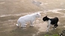 Chats en mode Kung Fu.... Enorme, ça va se fighter violent!