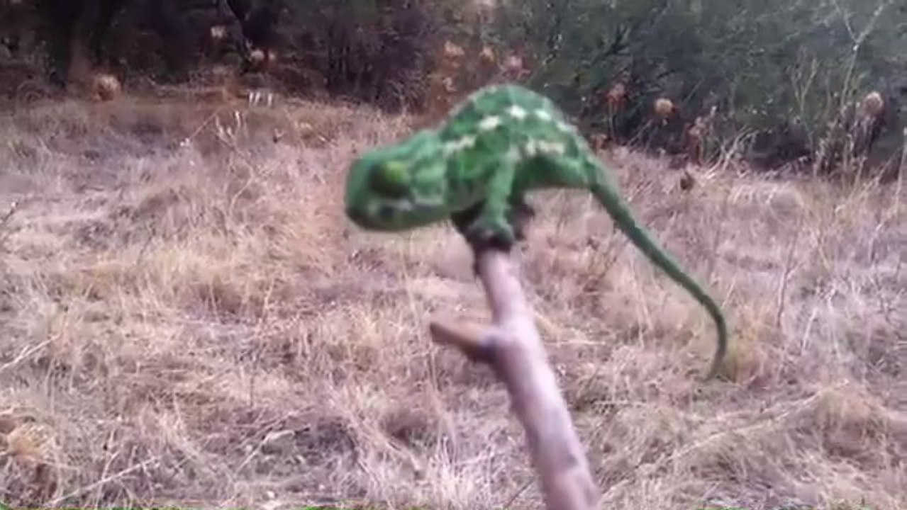 الحرباء على المباشر