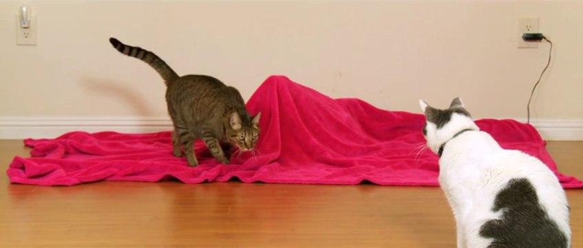 Faire peur à son CHAT avec un faux serpent! Marrant...