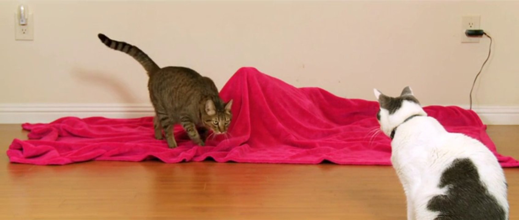 Faire peur à son CHAT avec un faux serpent! Marrant...