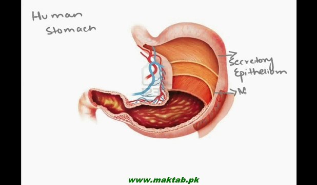 FSc Biology Book1, CH 1, LEC 5: Levels Of Biological Organization-3