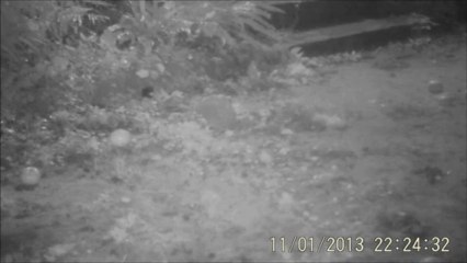 Un renard à Rouen, attaque un autre renard - échec complet -  01/11/2013