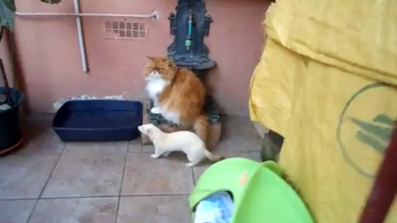 Teddy et Tommy