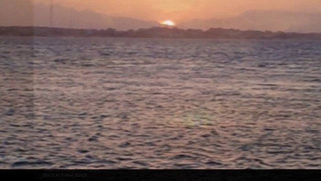 Retouvailles en mer rouge avec mes amis dauphins !