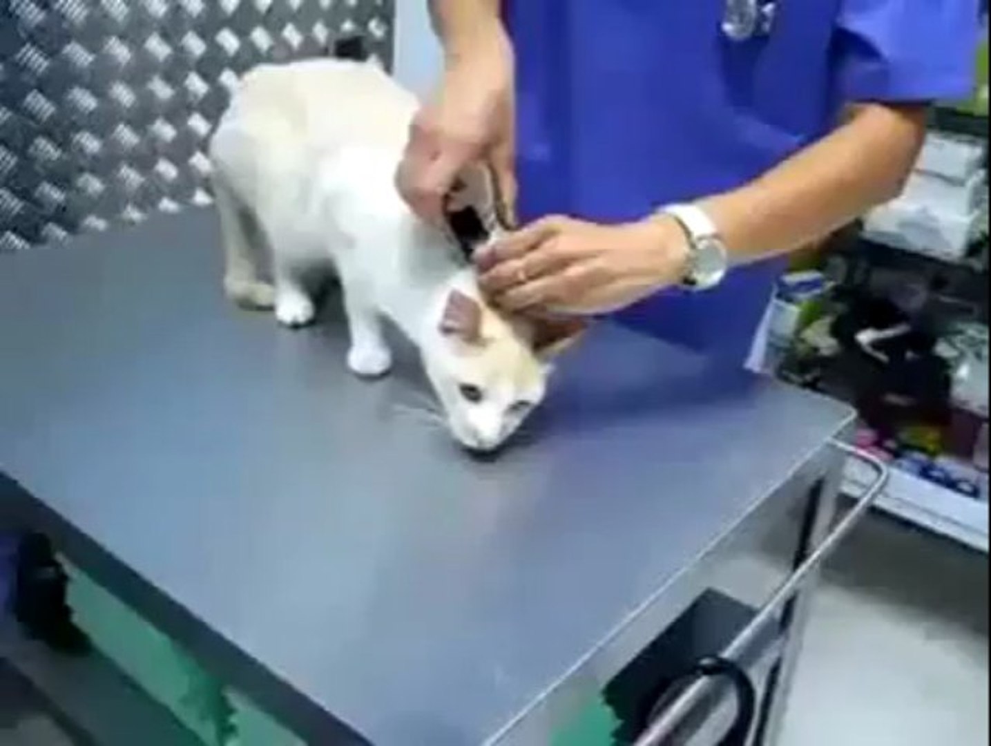 Immobiliser Son Chat Solution Du Veterinaire Video Dailymotion