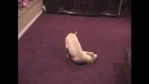 White Labrador turns crazy and Squirms On Floor
