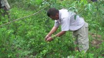Bolivia: cocaleros resisten erradicación