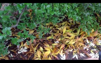 Tidy Yards Pruning Shears Demonstration Review