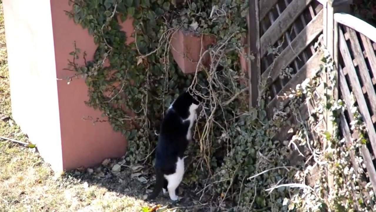 Funny Cat compilation November 2013