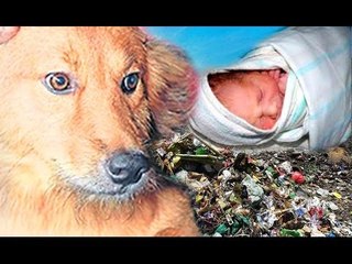 Dog saves baby from dump site in Thailand