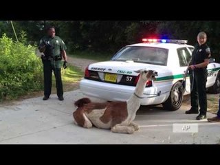 Llama runs away from Tallahassee home; police taser him