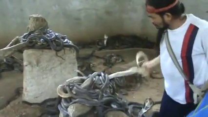 Man Selecting Cobras For Snake Show