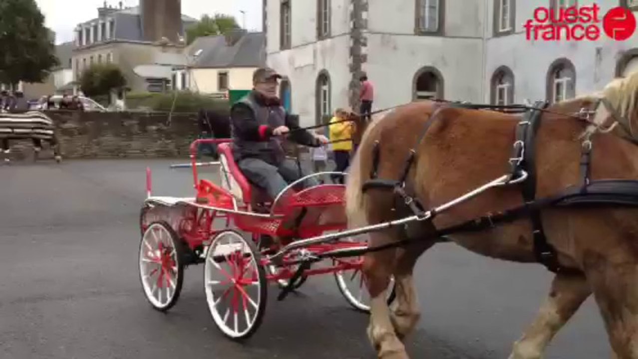 Dernière parade pour les chevaux et leurs maîtres - Concours de chevaux de trait