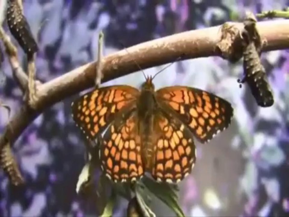 ŞİİR BIRAK SENİ SEVGİ BULSUN Seslendiren Murat Dogan